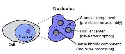 Structure of the Nucleolus [IMAGE] | EurekAlert! Science News Releases