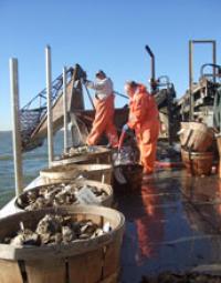 Photo of Two Men on a Boat Harvesting Oysters with Buckets of Oysters on the Deck