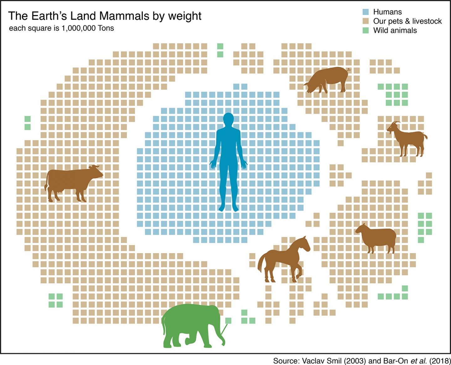 Land Mammals Diagram
