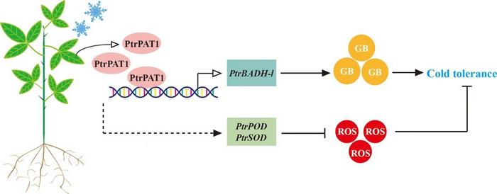 A simplified model illustrating the regulation of PtrPAT1 mediated under cold stress in trifoliate orange.