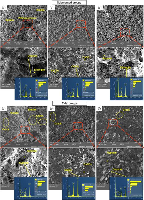PolyU researchers introduce biomineralisation as a sustainable strategy against microbial corrosion in marine concrete