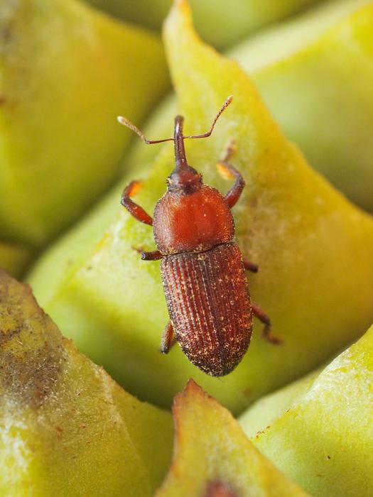 Tranes lyterioides M_AUSTRALIA