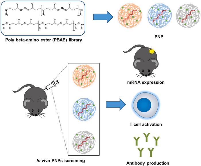 Schematic representation of mRNA expression, T-cell immune activation, and neutralizing antibody formation induced by polymers synthesized from various monomers.