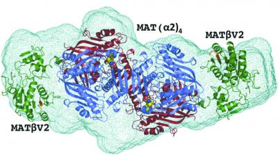 The <i>Ab Initio</i> Shape Reconstruction of the Proteins