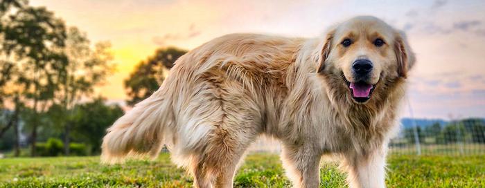 Golden retriever playing on summer day