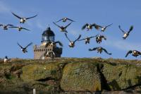 Puffins in Flight over the Isle of May Lighthouse