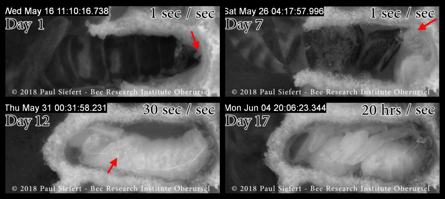 Excerpts from the video of the development