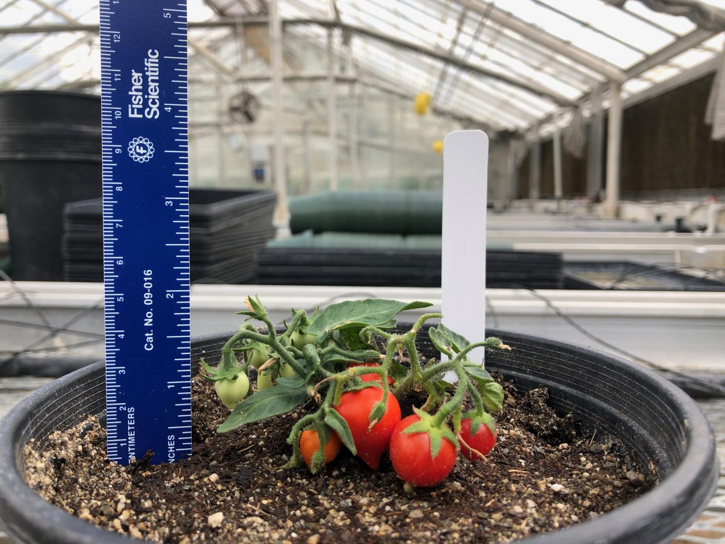 SPACE Tomatoes [IMAGE] EurekAlert! Science News Releases