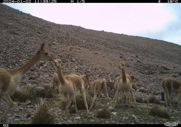 Vicuñas make communal dung piles, which can provide an environment for plants to grow.