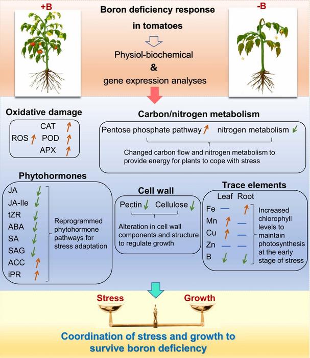 Overview of the boron deficiency response in tomatoes.