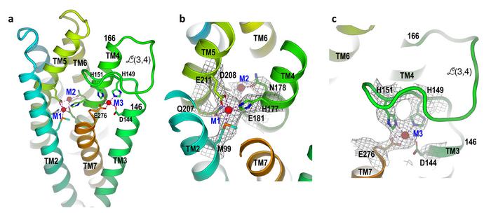 close-up details of zinc transporter structure