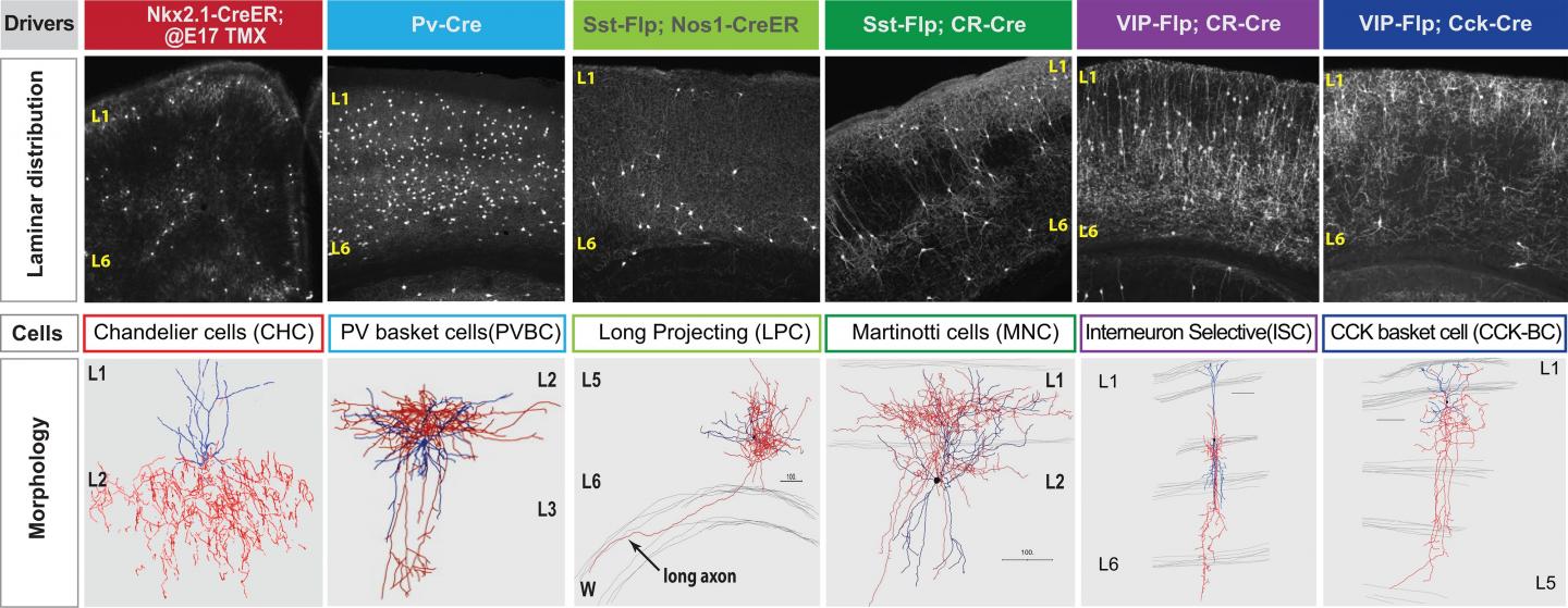 neurons in the brain