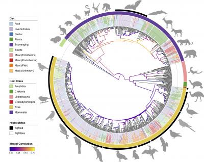 Phylosymbiosis Tree