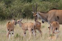 Female Eland Looking after a Cr&egrave;che of Calves