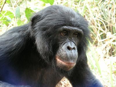 Bonobo (1 of 2)