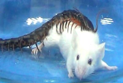 Golden Head Centipede Attacks a Kunming Mouse