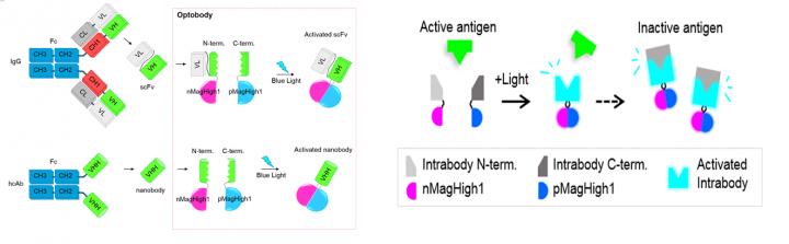 Optogenetically Activated Intracellular Antibody (Optobody)