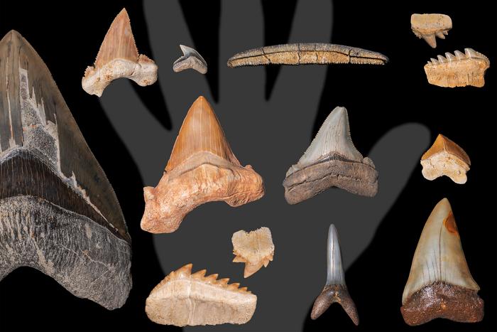 Fig. 2: A collection of fossilised shark and ray teeth. Hand of an adult for size comparison.