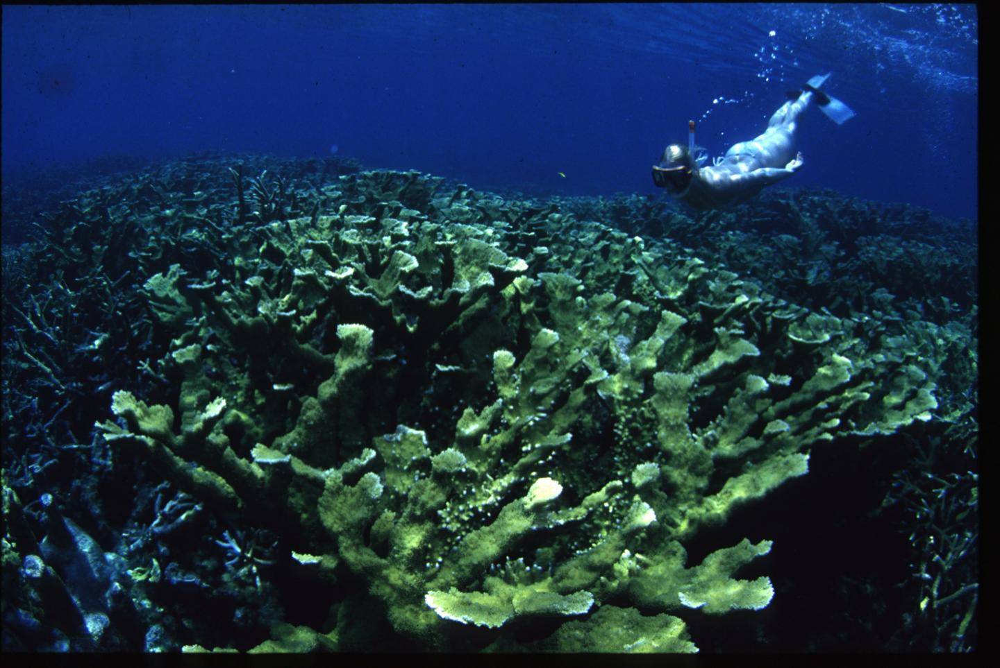 Healthy Elkhorn Corals
