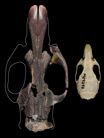 Skulls of Giant Rat and Black Rat