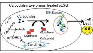 Everolimus