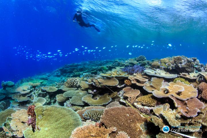 Hope for the Great Barrier Reef?