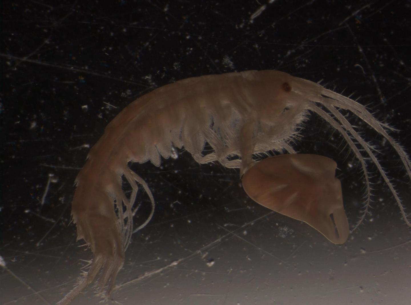 Right-Clawed Amphipod Attracts the Girls