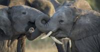 Elephants in the Okavango Delta, Botswana