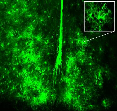 Micrograph of SCN Showing Subset of Astrocytes within the Nucleus
