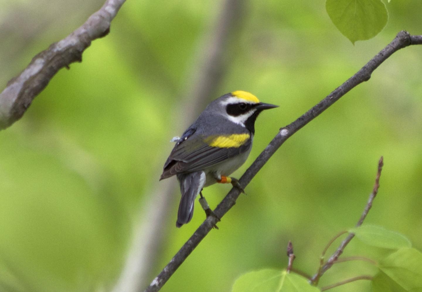 Warbler in Minnesota