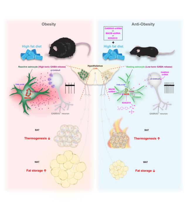 Browning of the white adipose tissue regulation: new insights into