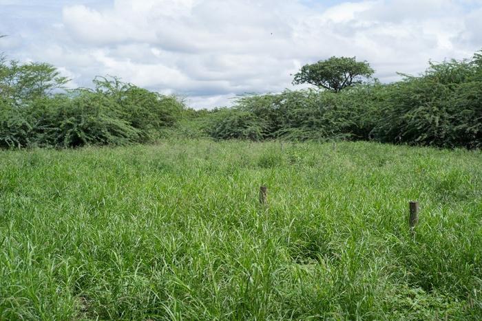 Grassland growing following removal of prosopis in the experiment in Tanzania