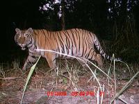Tiger: Camera Trap, Nepal (2 of 2)