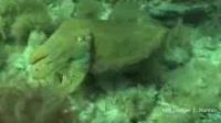 Cuttlefish Camouflage Video