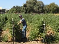 Harvesting Microbes in a Tomato Field