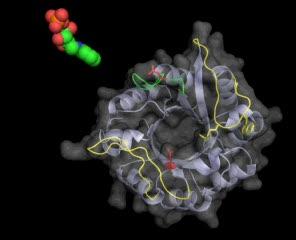<I>M. tuberculosis</I>' Shape-shifting Protein