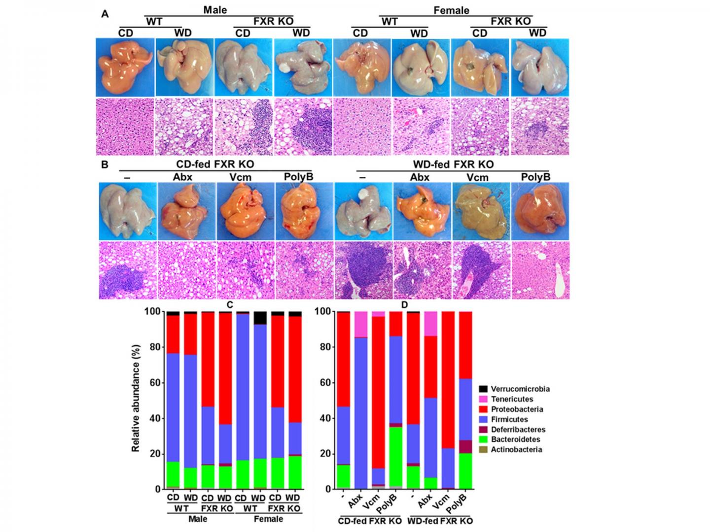 Chronic Liver Inflammation Lin [IMAGE] EurekAlert! Science News Releases
