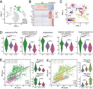 Y. pestis induced the coupled activation of pro-inflammatory and anti-inflammatory features in monocytes/macrophages.