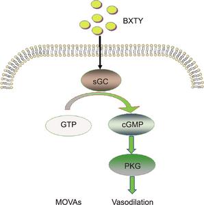 Diagram depicting the proposed molecular mechanisms for the BXTY-induced vasomotion of the superior mesenteric artery