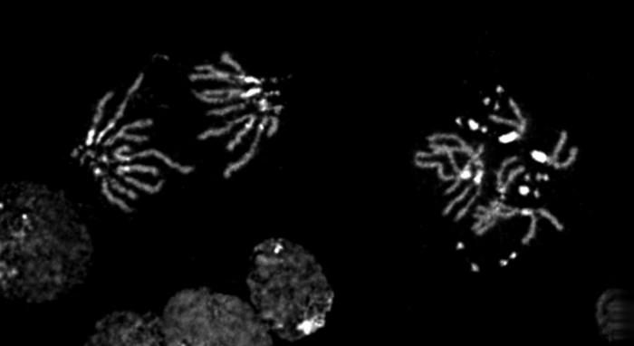 Chromosomes in anaphase (left) and metaphase (right) from larval brain tissue.