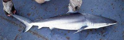 Dusky Shark (<I>Carcharhinus obscurus</I>)