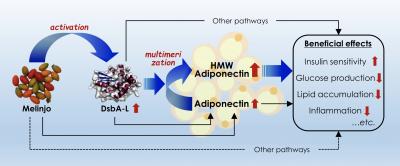 Mechanisms of MSE and their beneficial effects