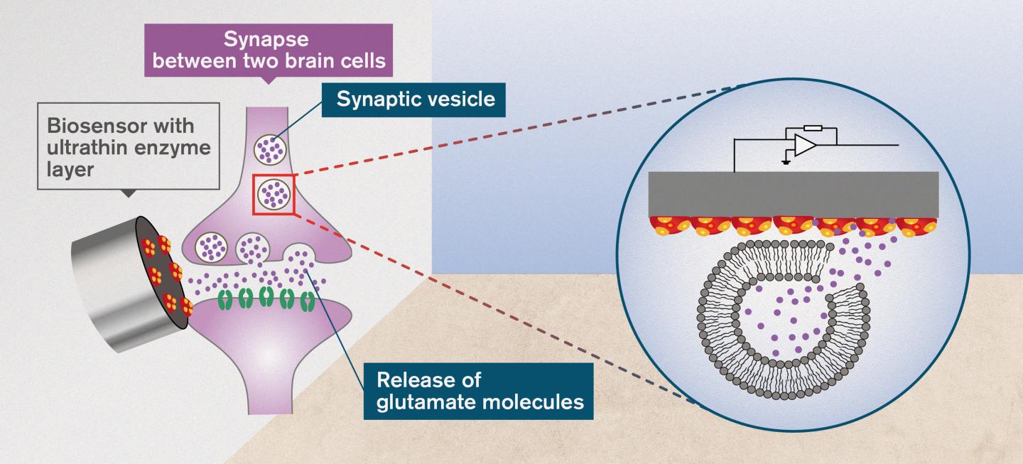 Biosensor Measures Glutamate in the Brain