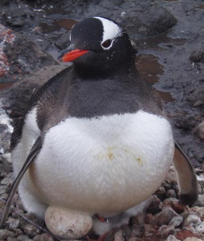 Gentoo Penguin