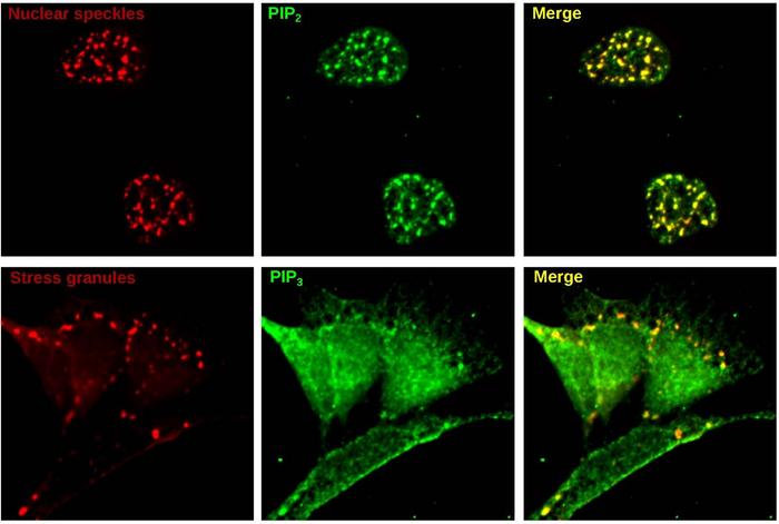 Medically important phospholipids are observed in cellular condensates.