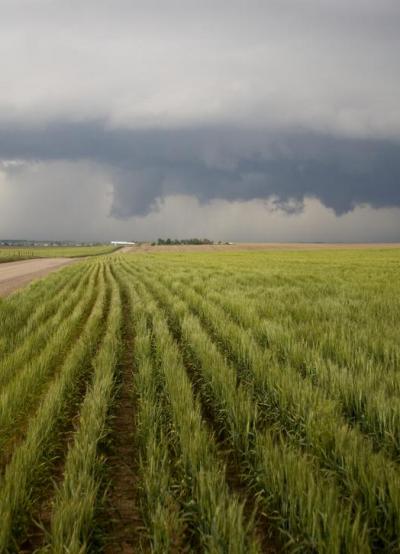 Storm Behind Wheat Field