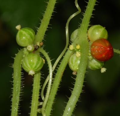 <i>Cucumis ritchiei</i>