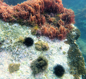 Black sea urchins