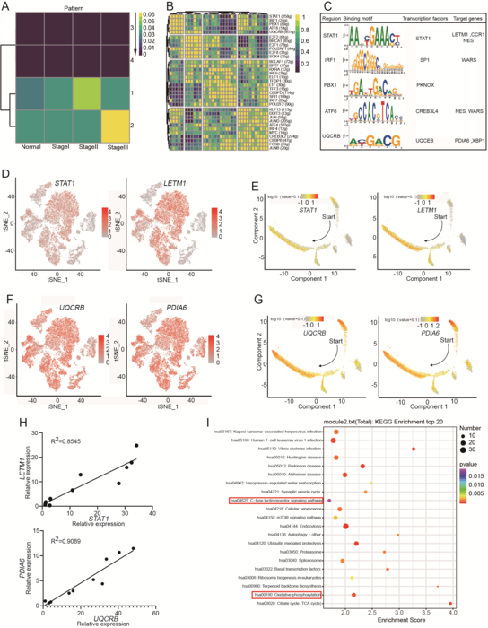 Enriched transcription factor motifs determined using SCENIC analysis.