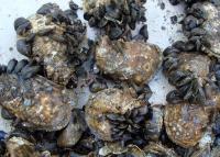 Oysters and Mussels, Chesapeake Bay